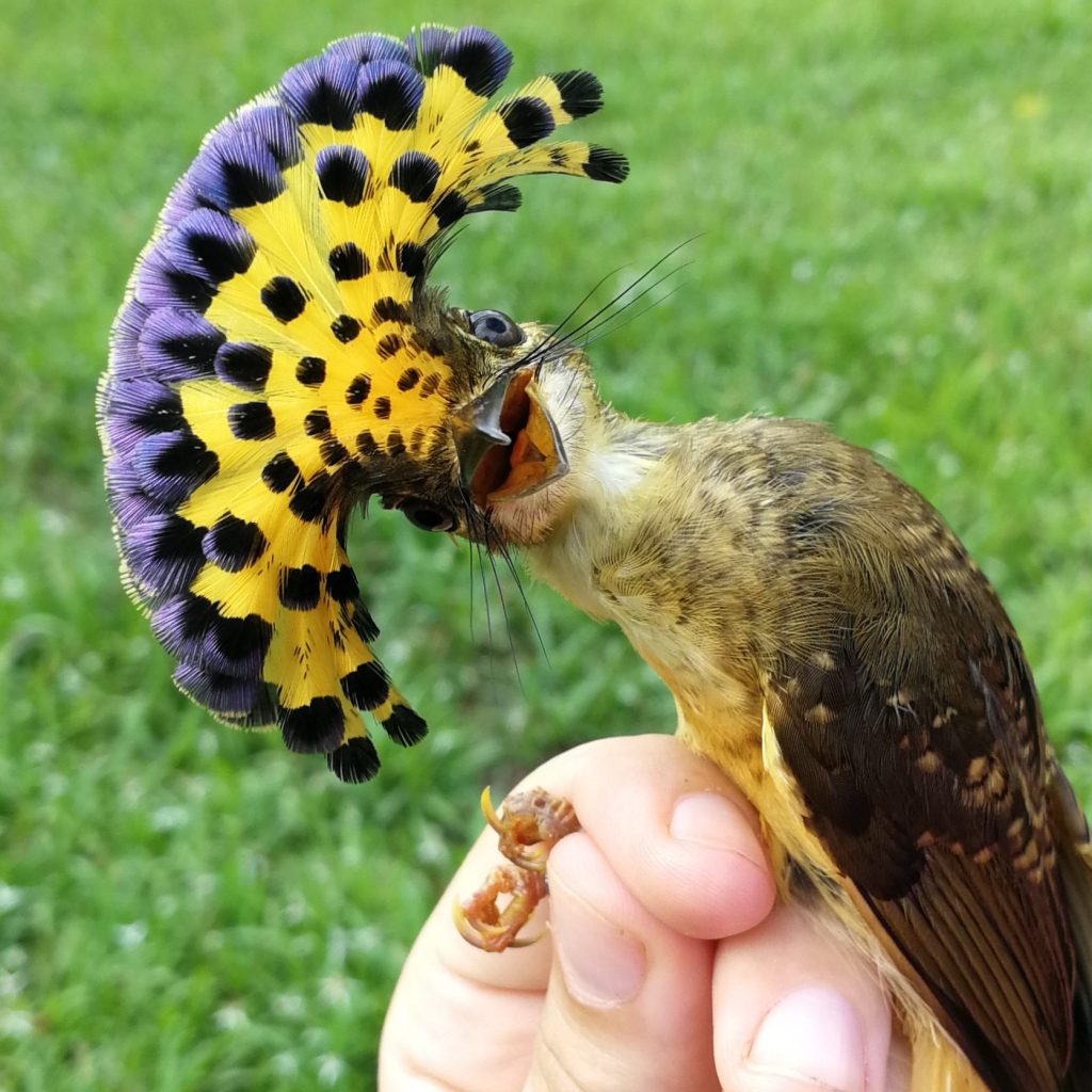 Royal flycatcher in photographers grip