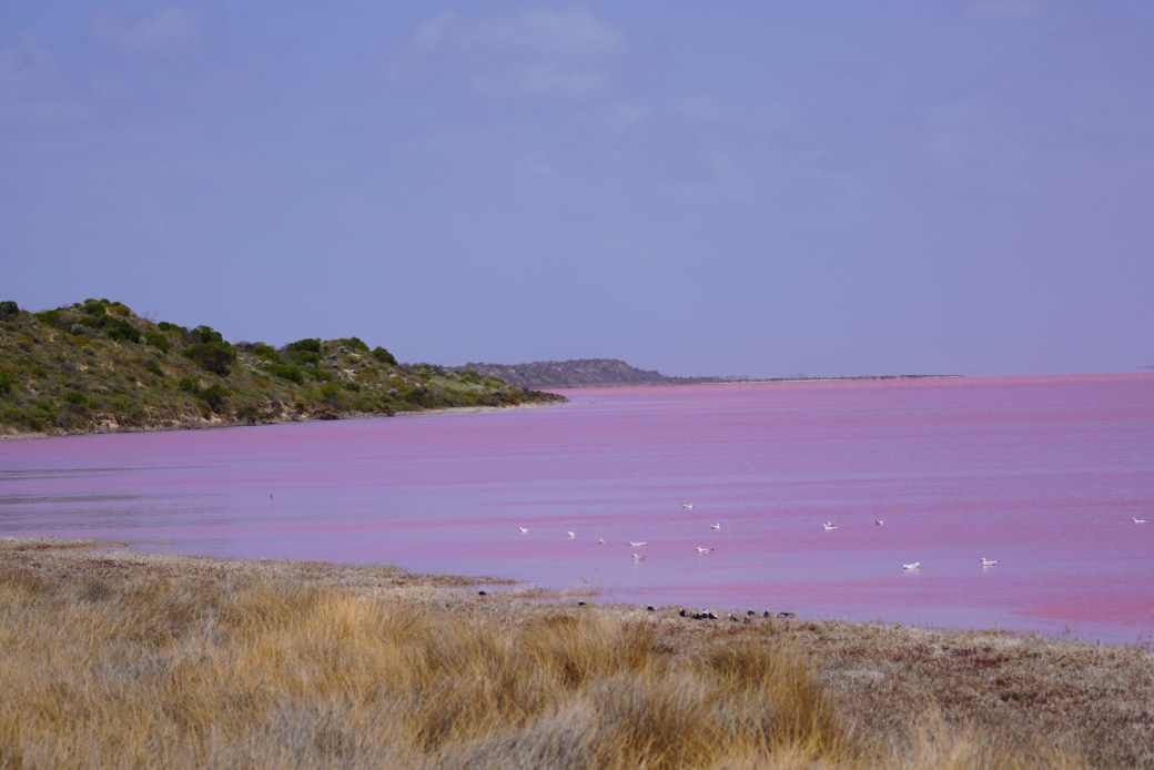 Western Australia: The Pink Lake – Hutt Lagoon in Port Gregory