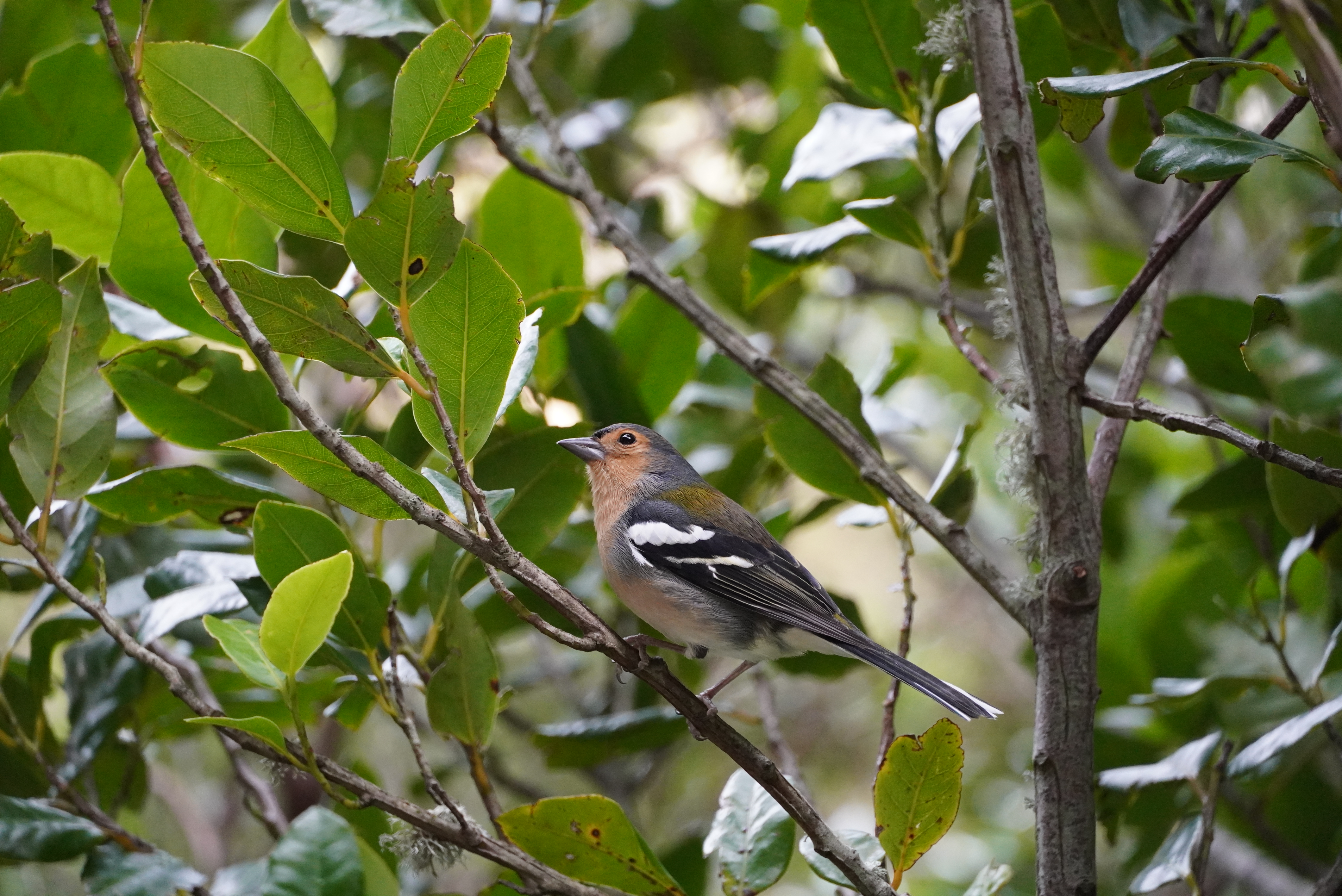 Madeira chaffinch observed on the 25 fontes hike