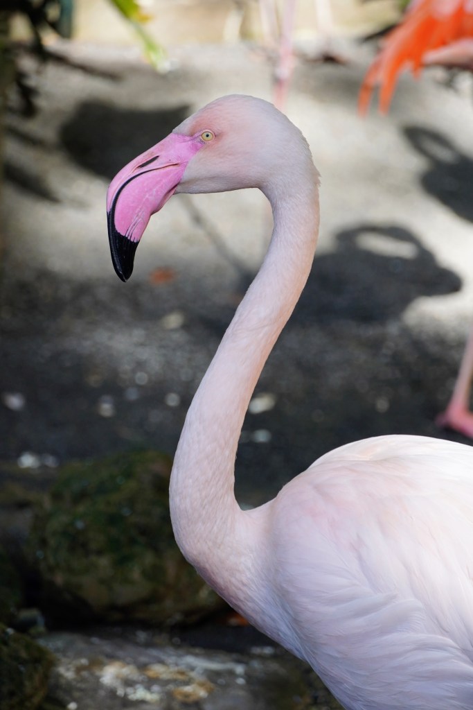 A pastel flamingo at Monte Palace Tropical Garden