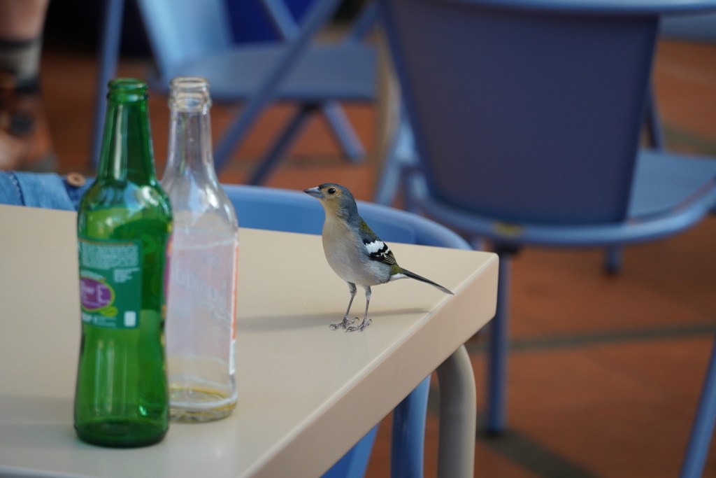 A Madeira chaffinch looking for crumbs