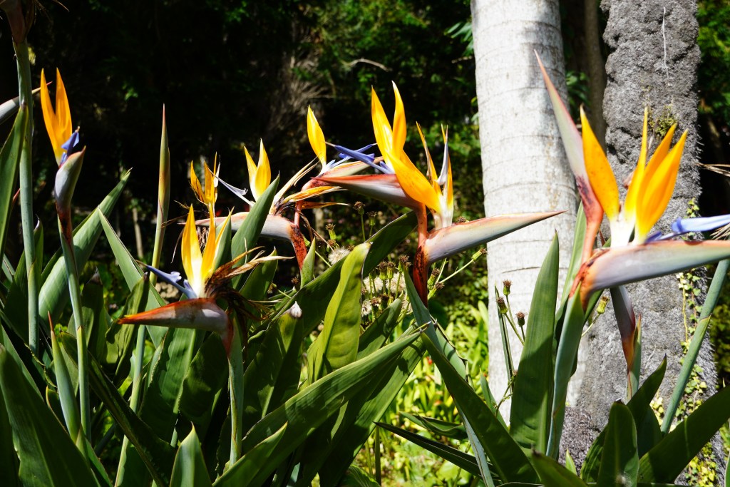 A tropical flower at Monte Palace Tropical Garden