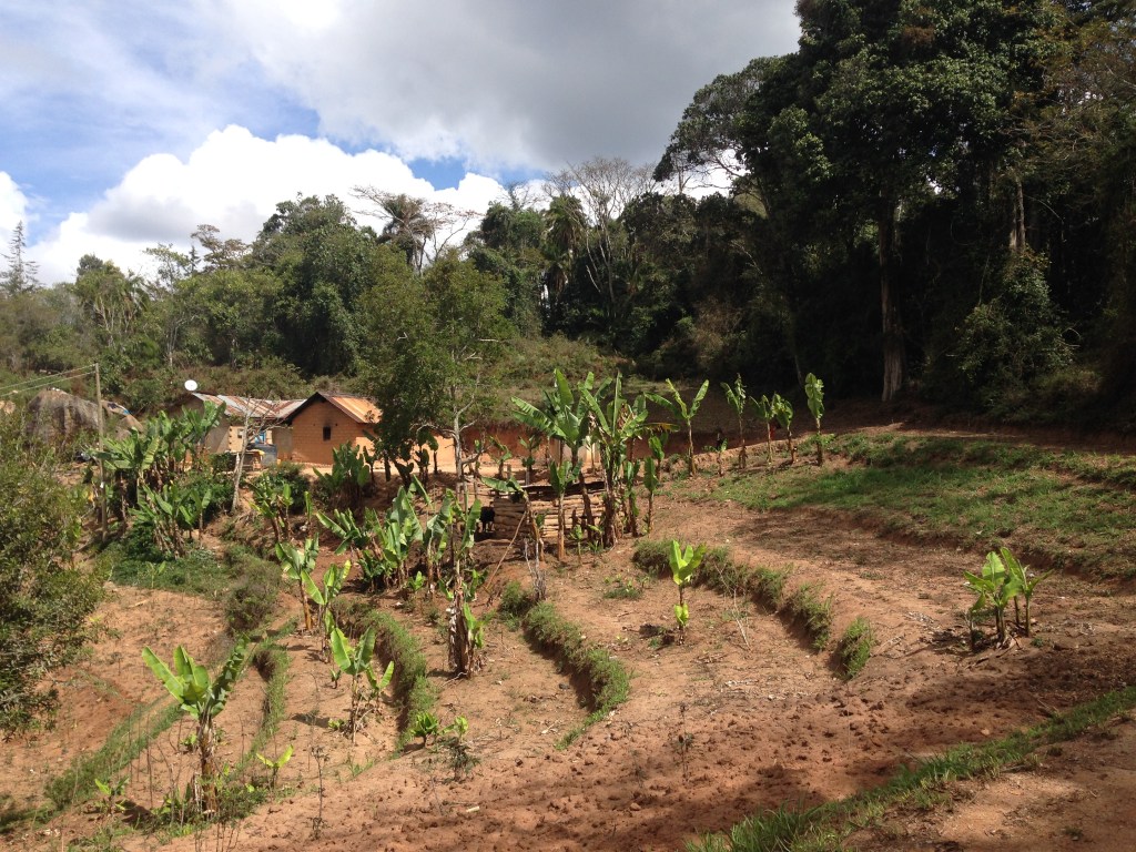 A land parcel with banana plants just at the prime cloudforest edge of Ngangao, Taita Hills.