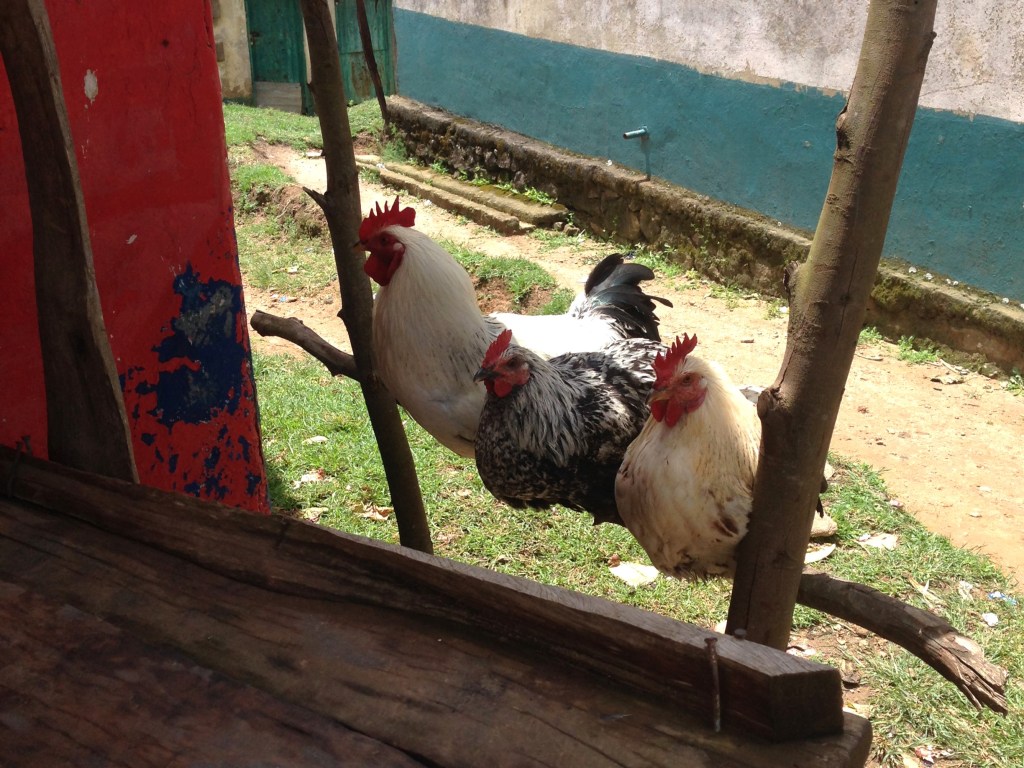 Three chickens on a row