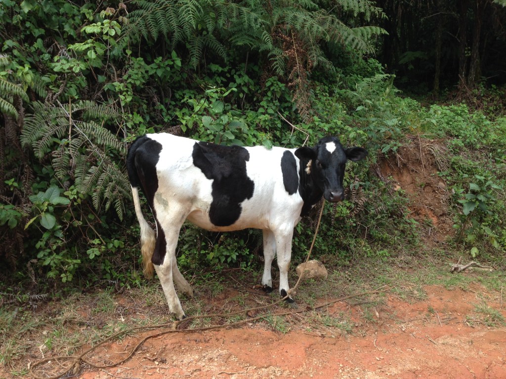 Dairy cow at the roadside in Vuria, Taita Hills