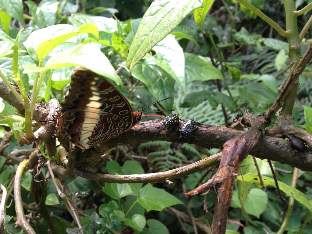 A large butterfly that appears to be feeding on two beetles