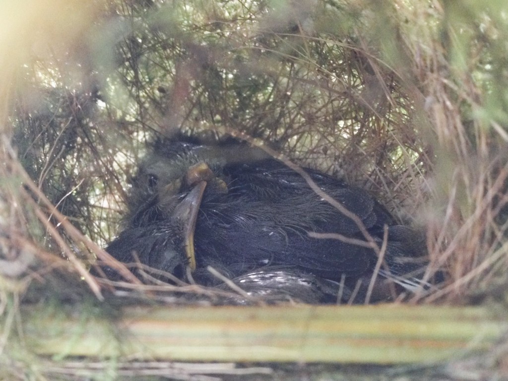 Two Taita apalis chicks close to the fledging state. Vuria, Taita Hills (Kenya)