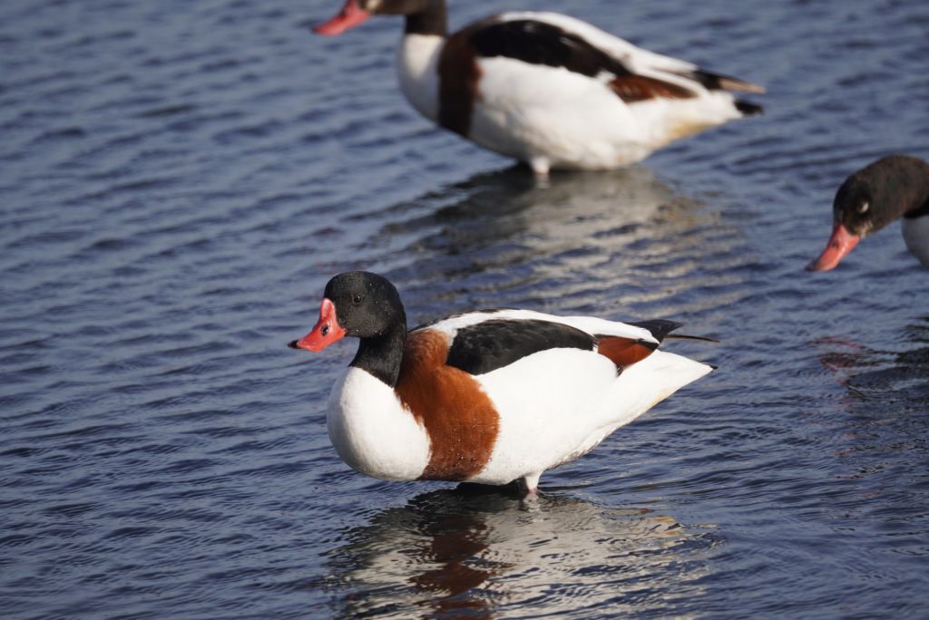 Three Shelducks standing in the shallow water in S'Albufera de Mallorca