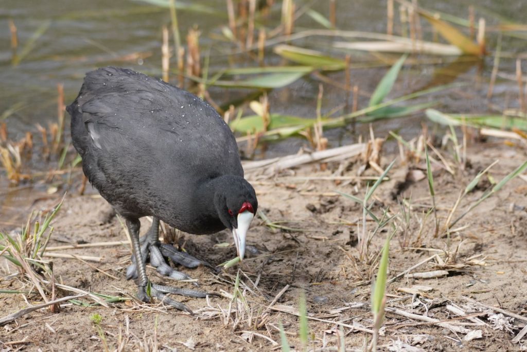 A Red-knobbed coot on the ground in S'Albufera Nature Reserve on Mallorca