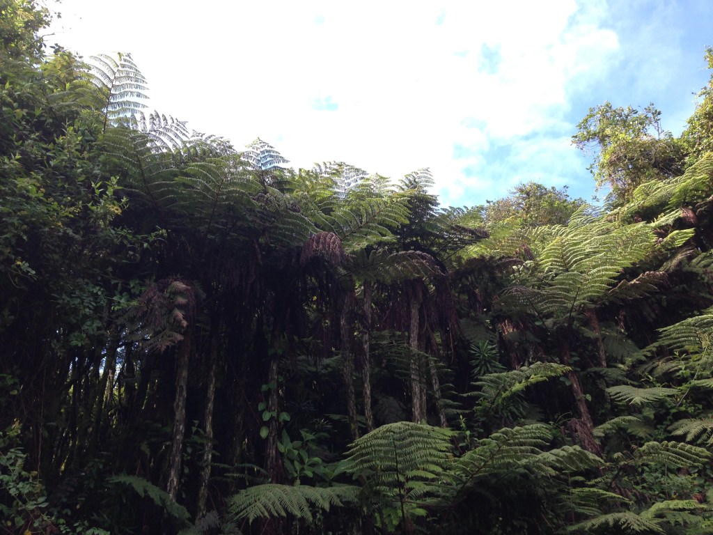 Tall ferns in Taita Hills, Kenya