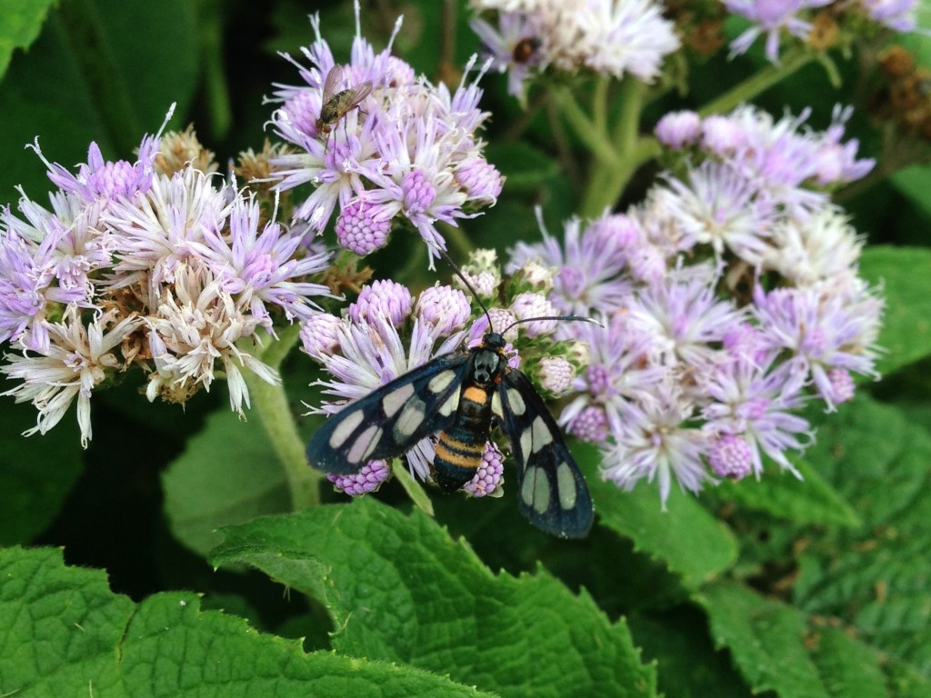 A Handmaiden wasp sp. on purple flowers in Taita Hills