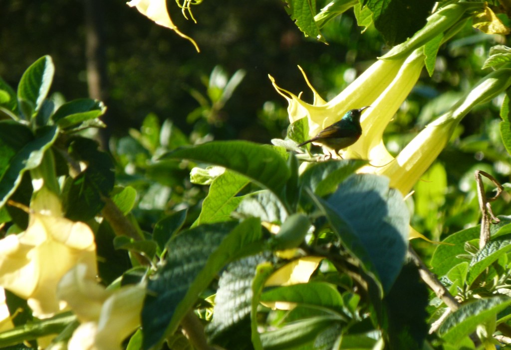 A double-collared sunbird in Taita Hills, Kenya