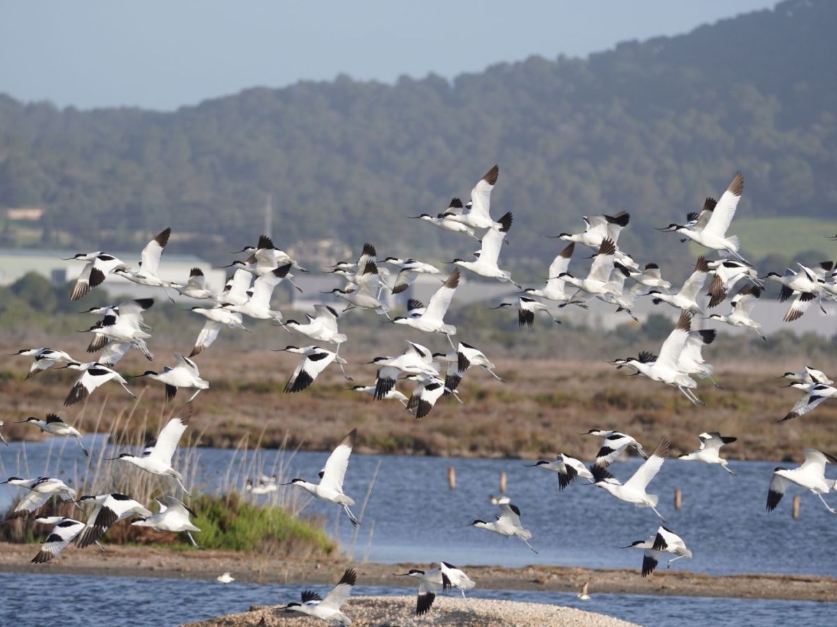 Mallorca: The amazing S’Albufera Nature Reserve in&nbsp;Alcúdia
