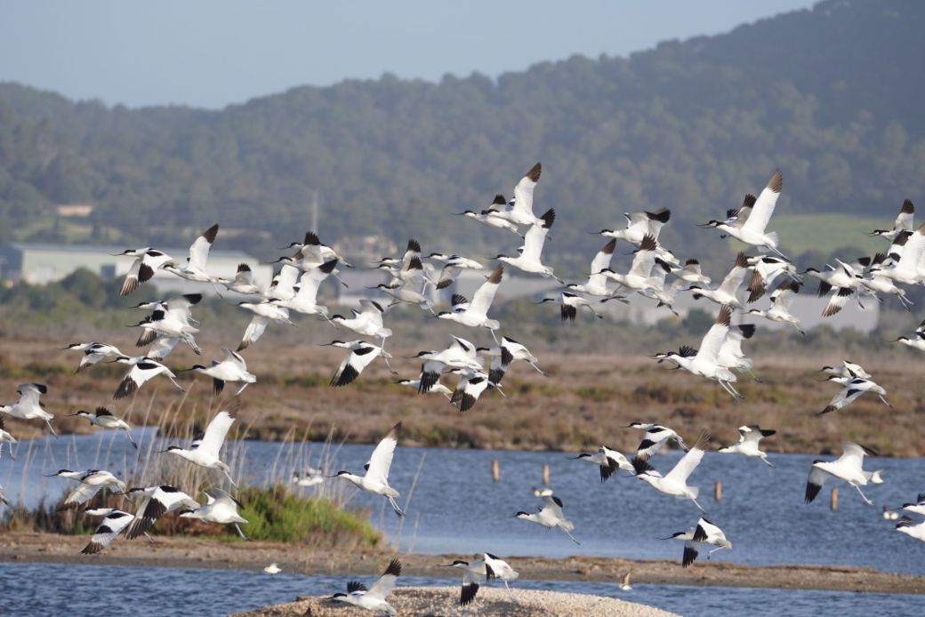 Mallorca: The amazing S’Albufera Nature Reserve in Alcúdia