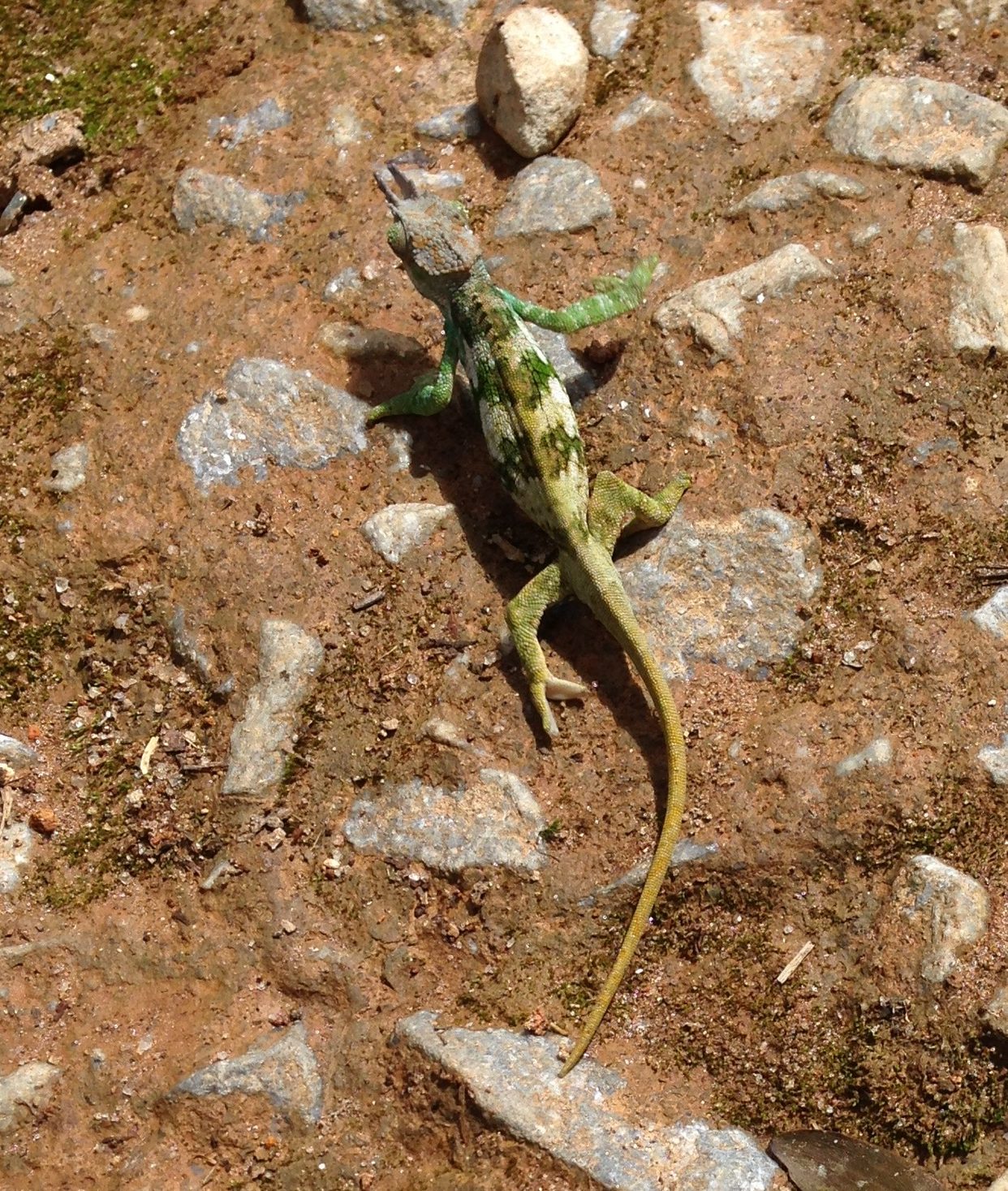 A Taita two-horned chameleon
