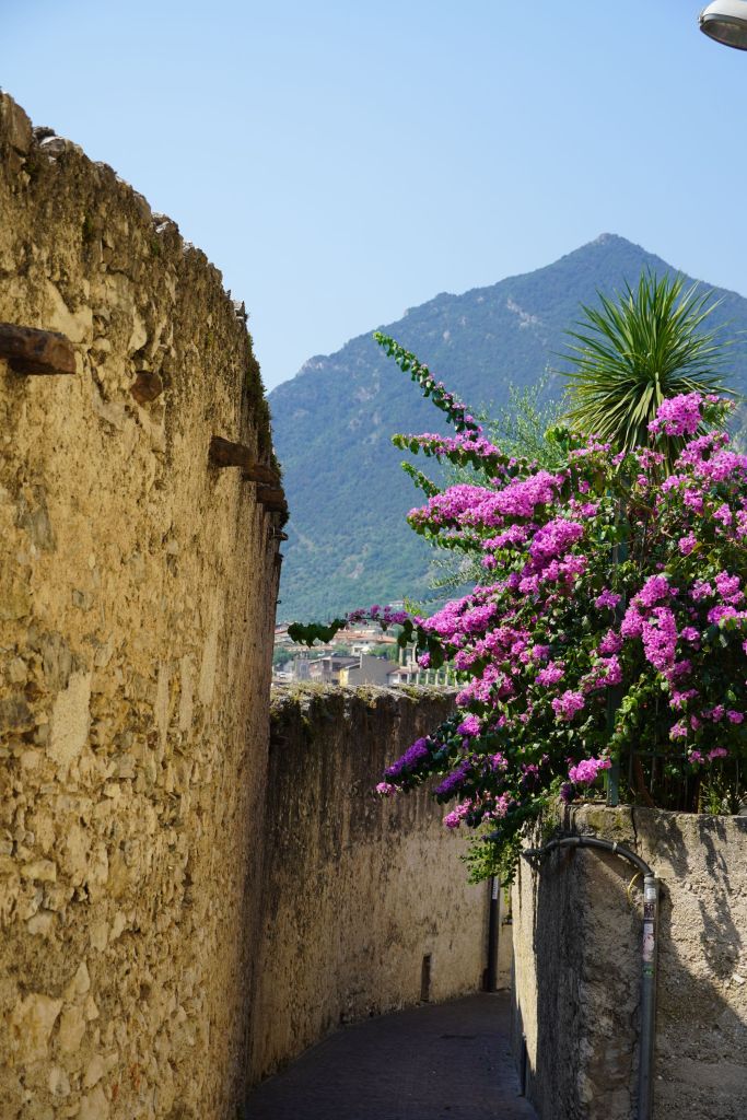 A bourgonvilla plant flowering by an old city wall in Limone sul Garda, Italy