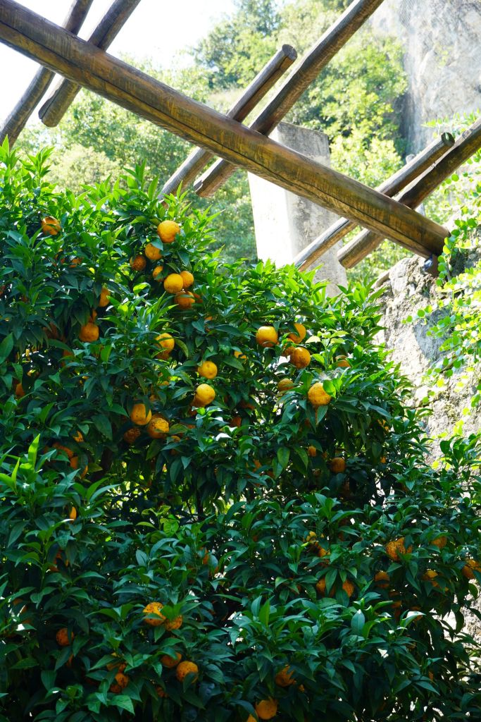 Oranges from Limonaia del Castel