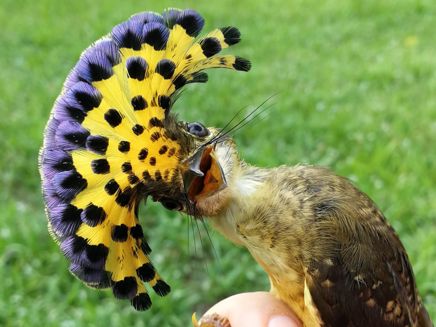 Royal flycatcher in photographers grip