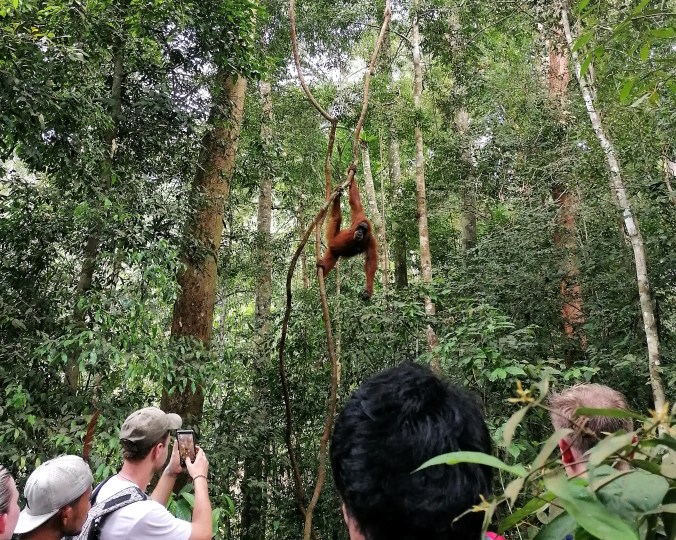 Who's watching who? A Sumatran orangutan.