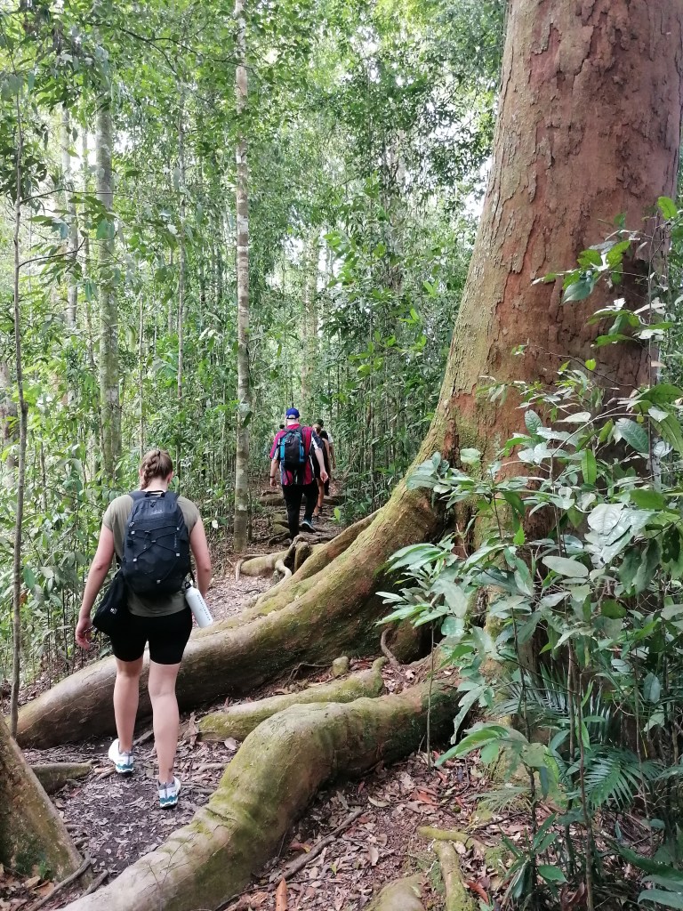 The beginning of the 2-day trek into the Sumatran jungle