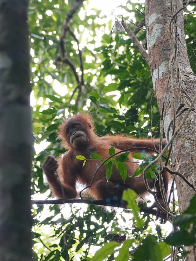 A young Sumatran orangutan