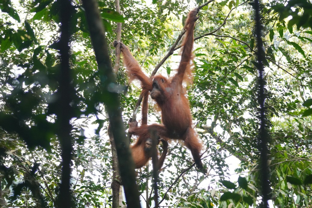 Exploring Bukit Lawang: See Sumatran Orangutans in the Wild