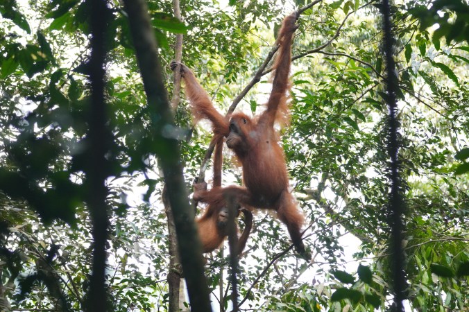 Exploring Bukit Lawang: See Sumatran Orangutans in the&nbsp;Wild