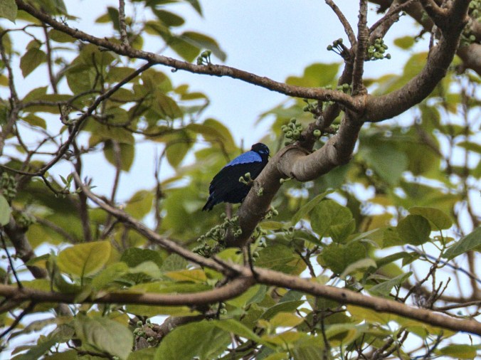 Asian fairy bluebird