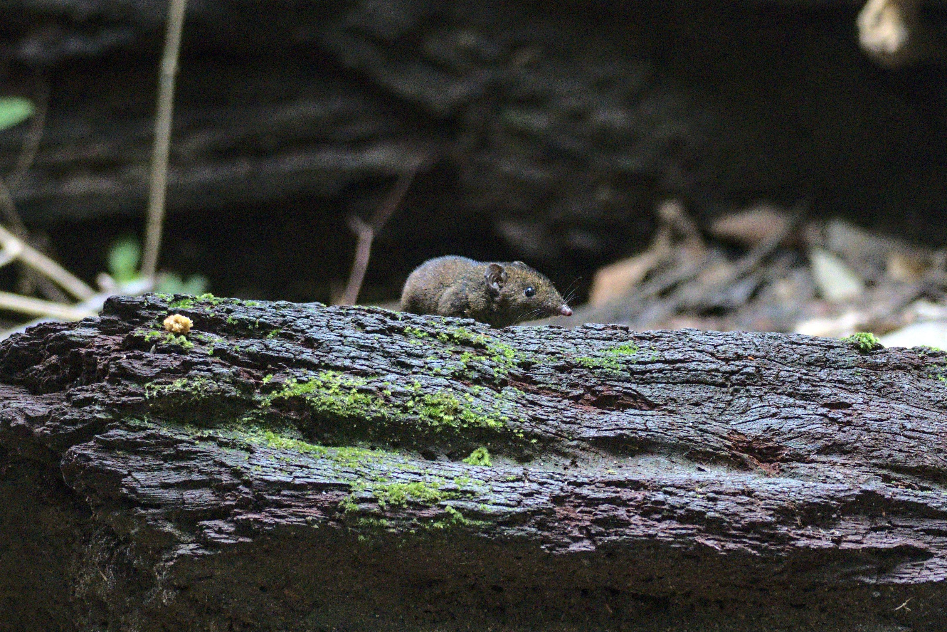 A small rodent at a bird photography scene