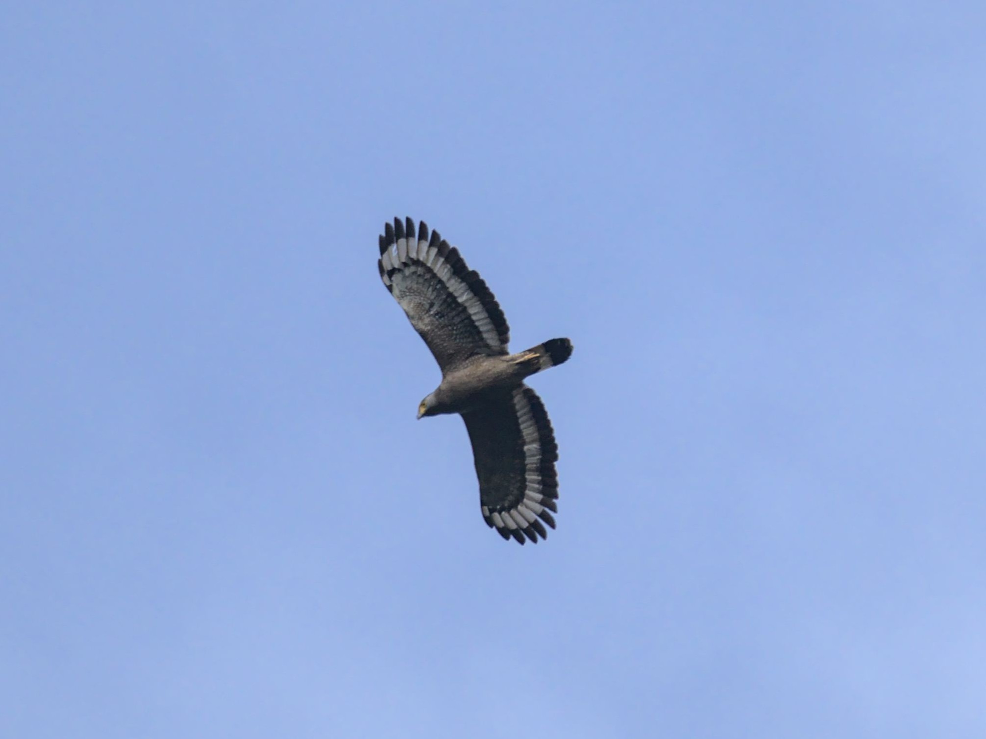 A crested serpent-eagle in the sky, Bukit Tinggi (Malaysia)