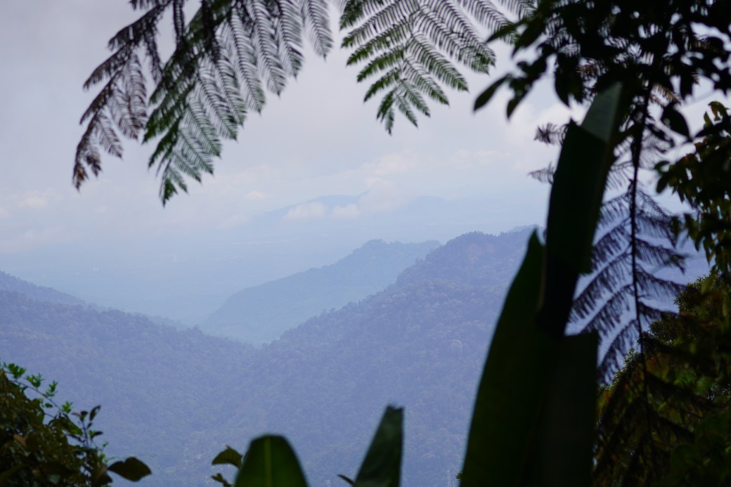 Birdwatching in Bukit Tinggi: A Tropical Adventure