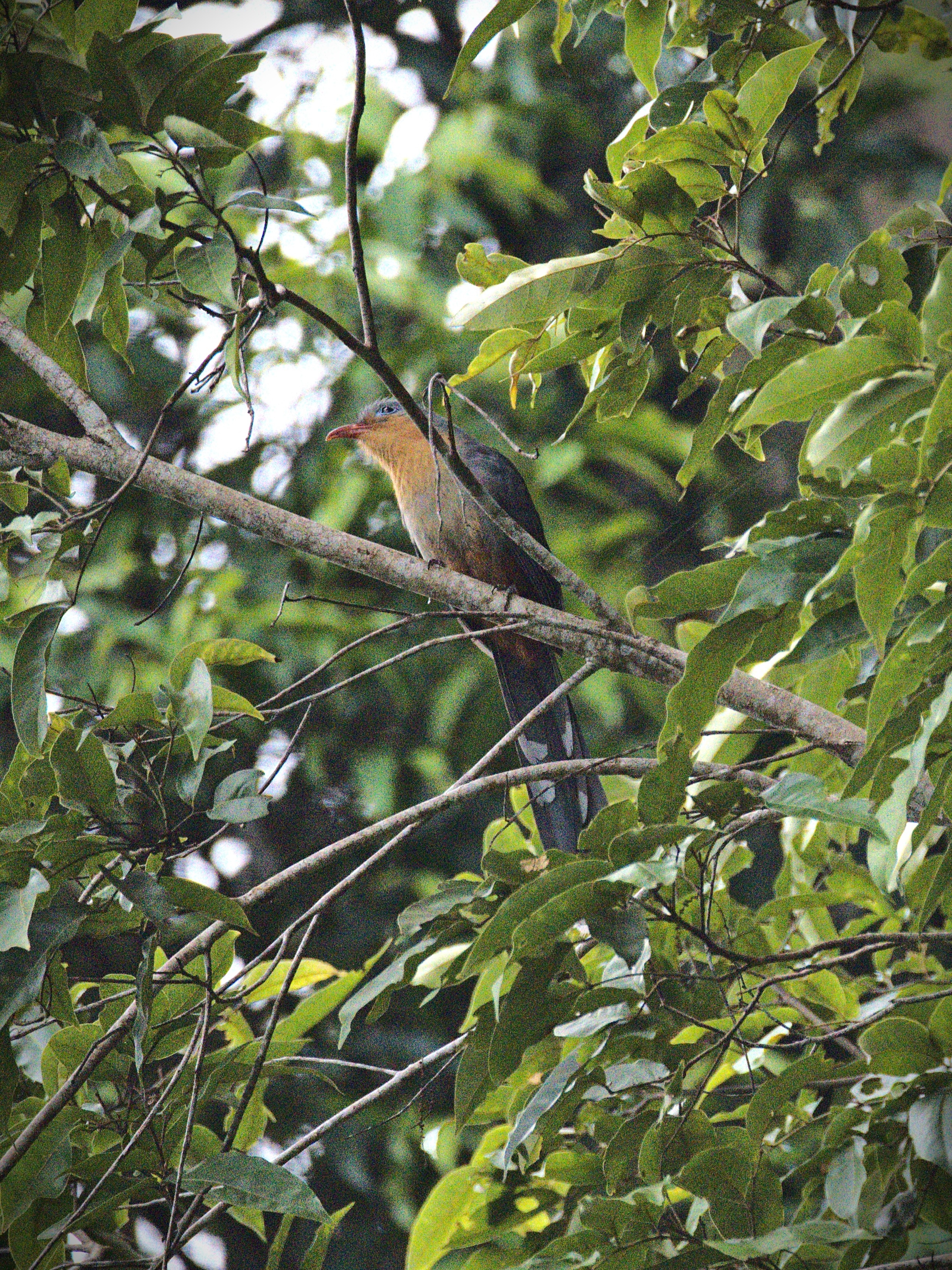 Red-billed malkoha