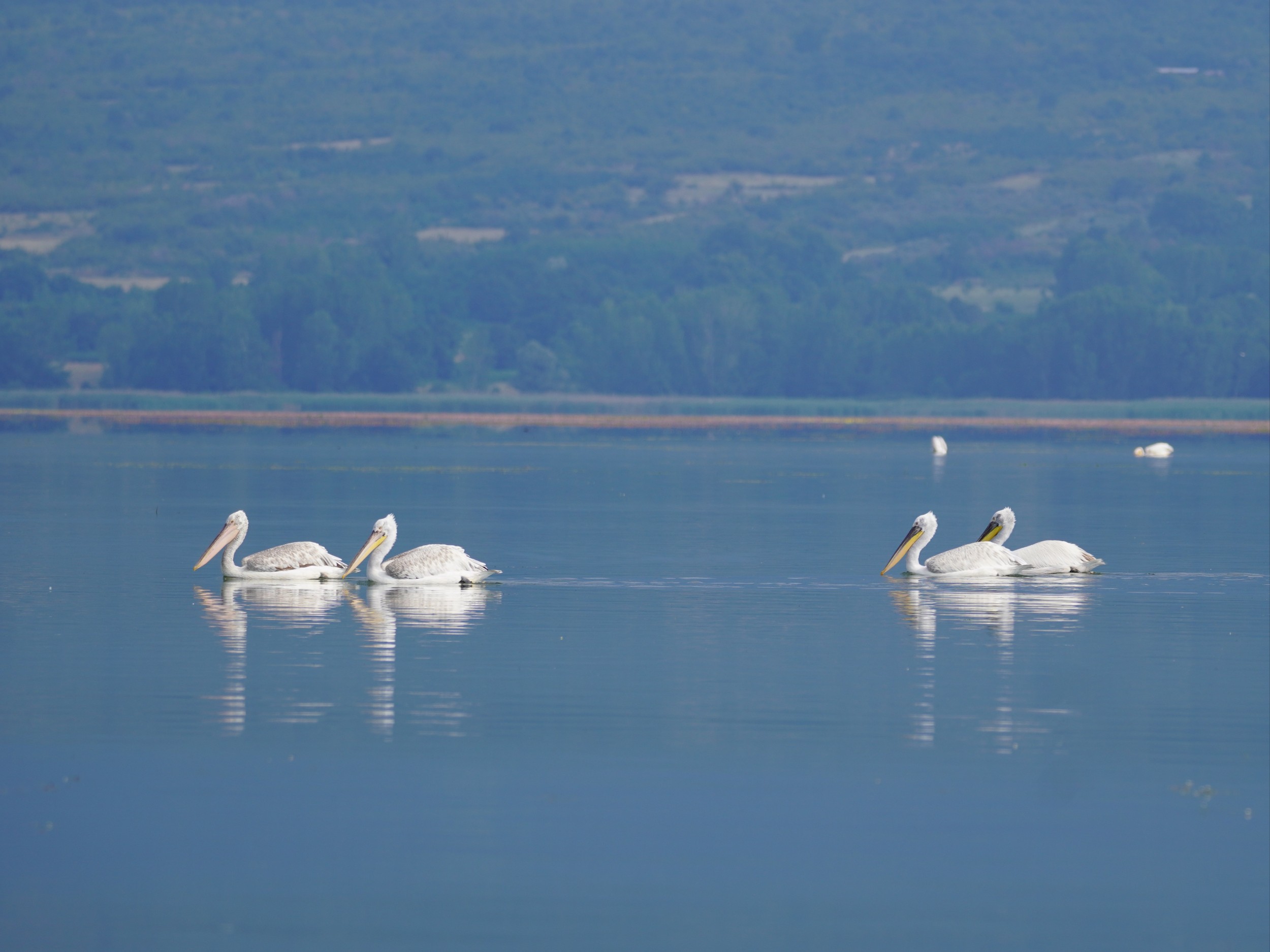 Four Dalmatian pelicans at lake Kerkini