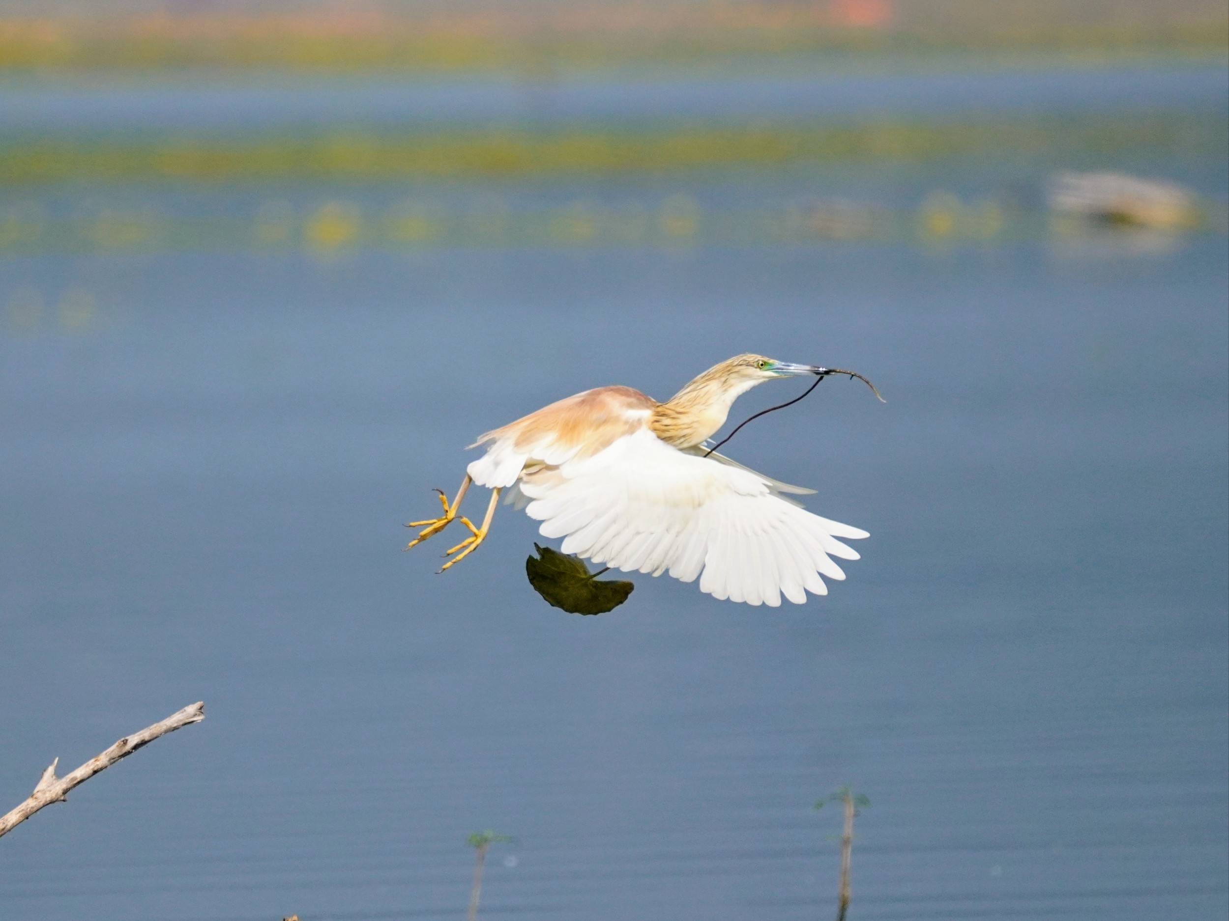 A squacco heron with a water lily at Lake Kerkini