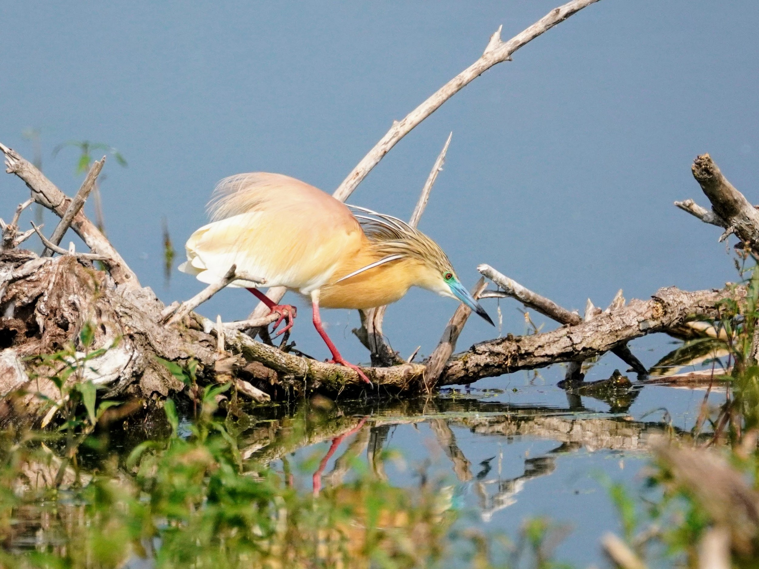 Squacco heron in breeding plumage hunting for fish at Lake Kerkini