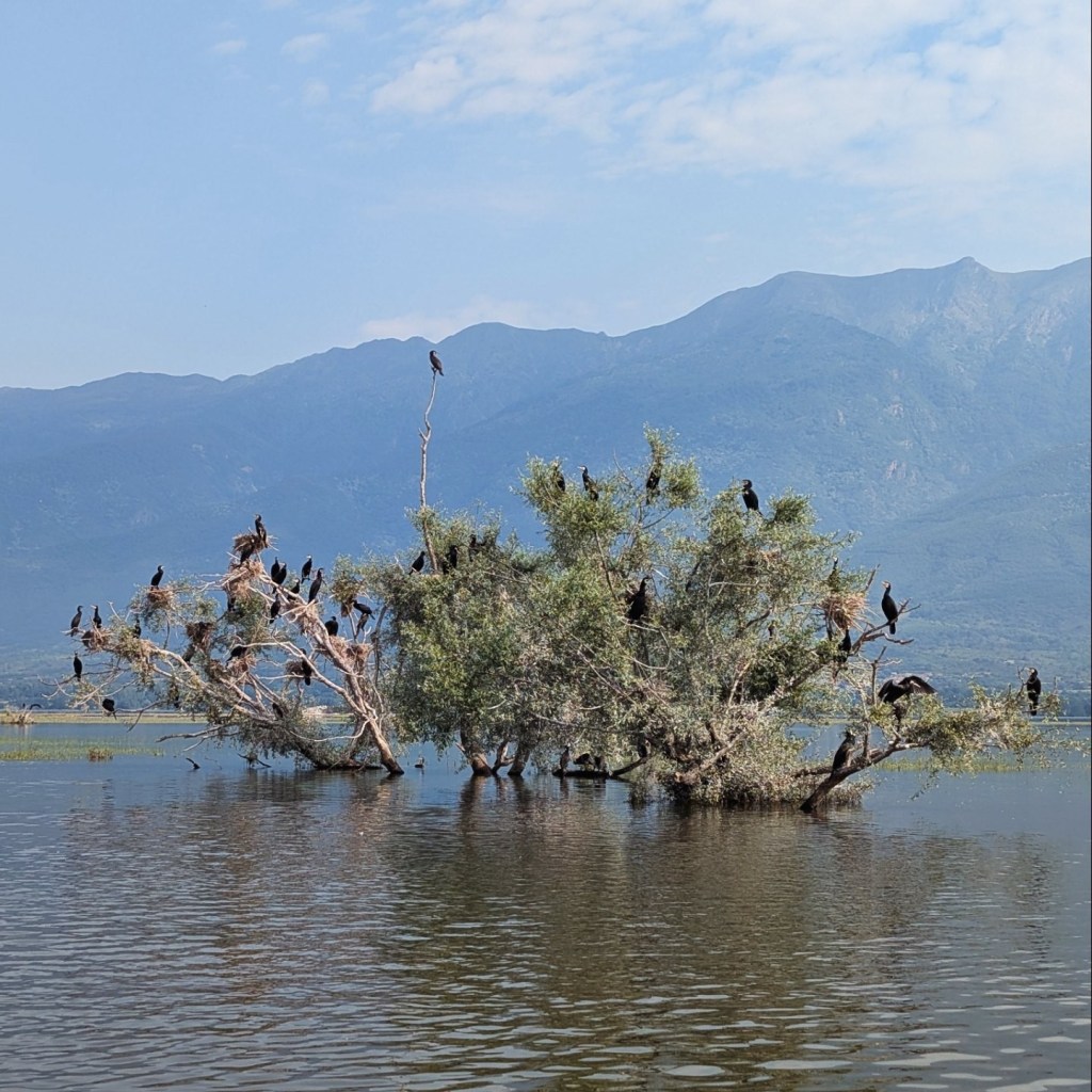 A great cormorant breeding colony at Lake Kerkini