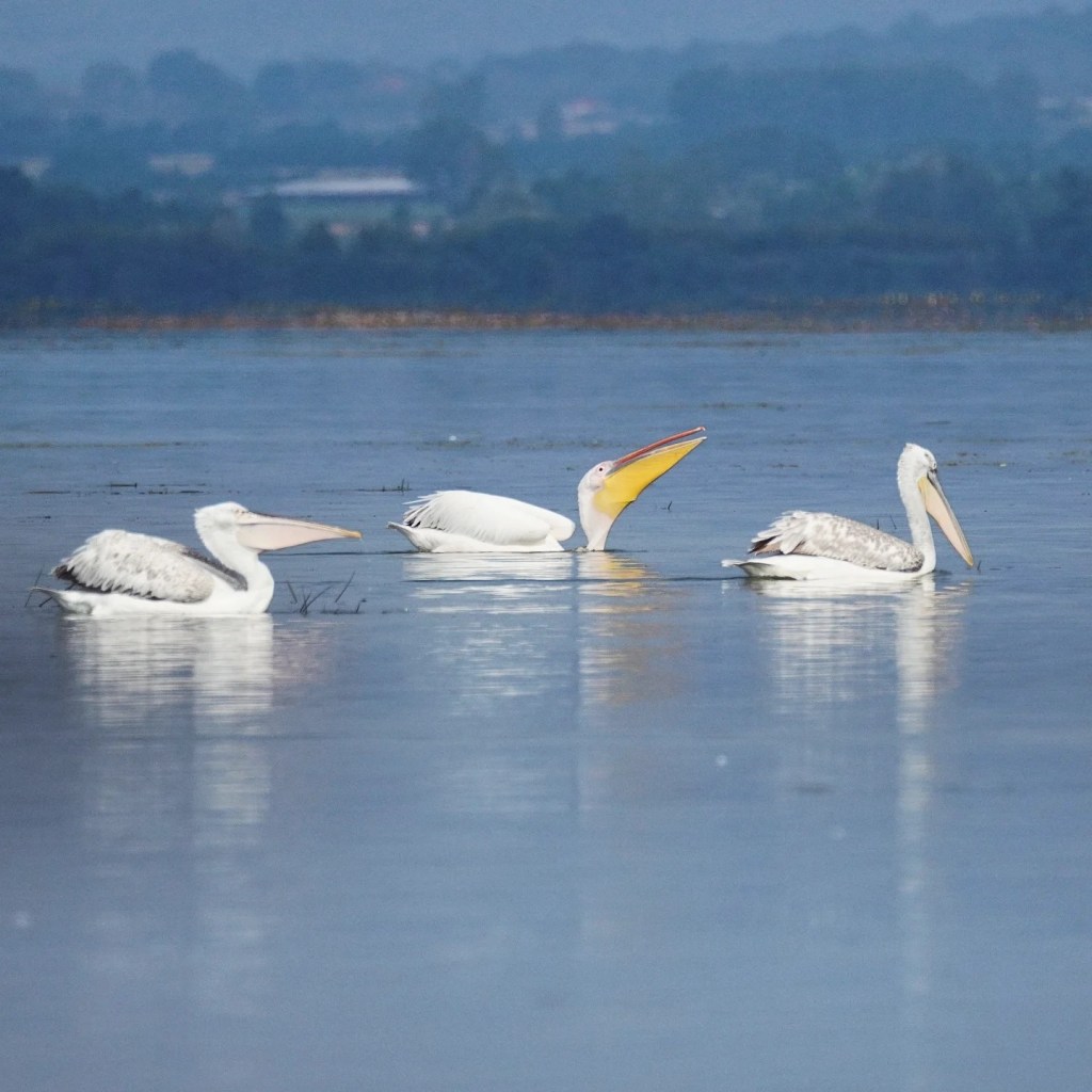 Both pelicans species on the lake