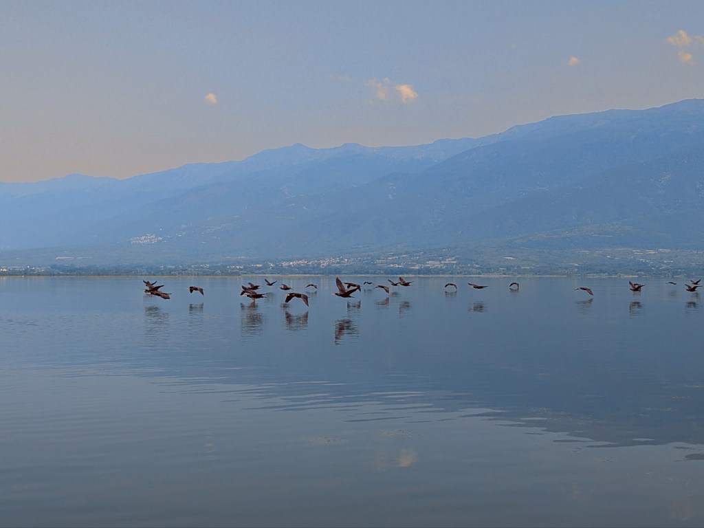 Flying cormorants on Lake Kerkini
