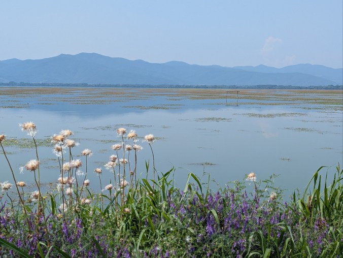 Summer flowers by the shore of Lake Kerkini