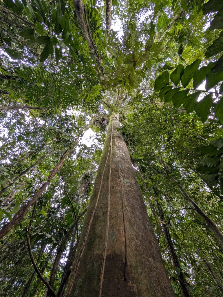 Tree crown in the Amazonian jungle, Ecuador