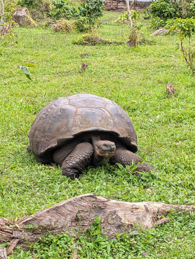 Giant land tortoise from Santa Cruz, Galapagos Islands, Ecuador