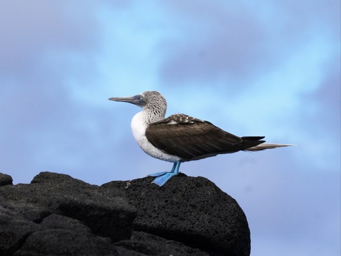 Blue-footed booby from the Galapagos Islands