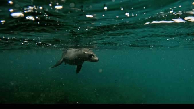 Galapagos sea lion swimming right in the dark waters