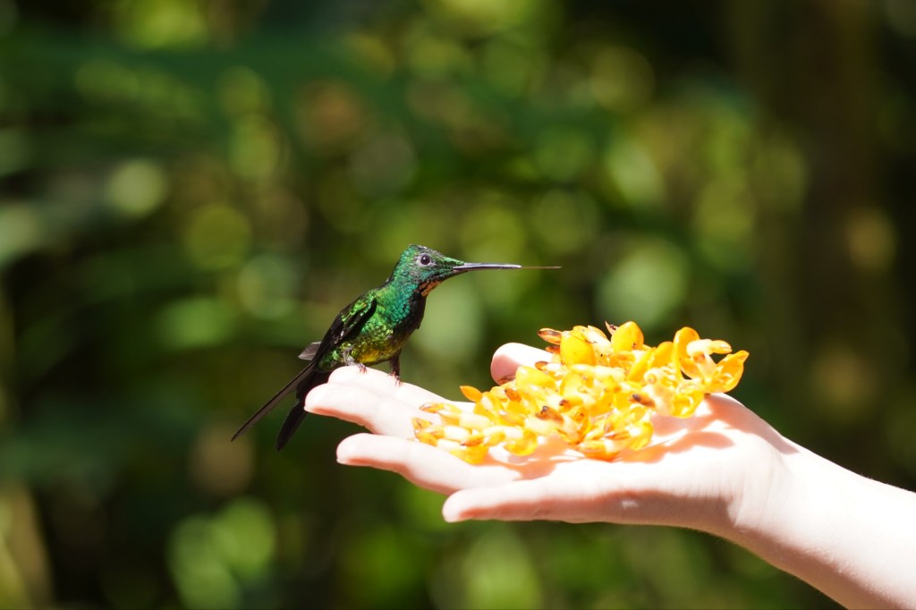 Hand feeding a green hummingbird at a cloud forest reserve, Ecuador
