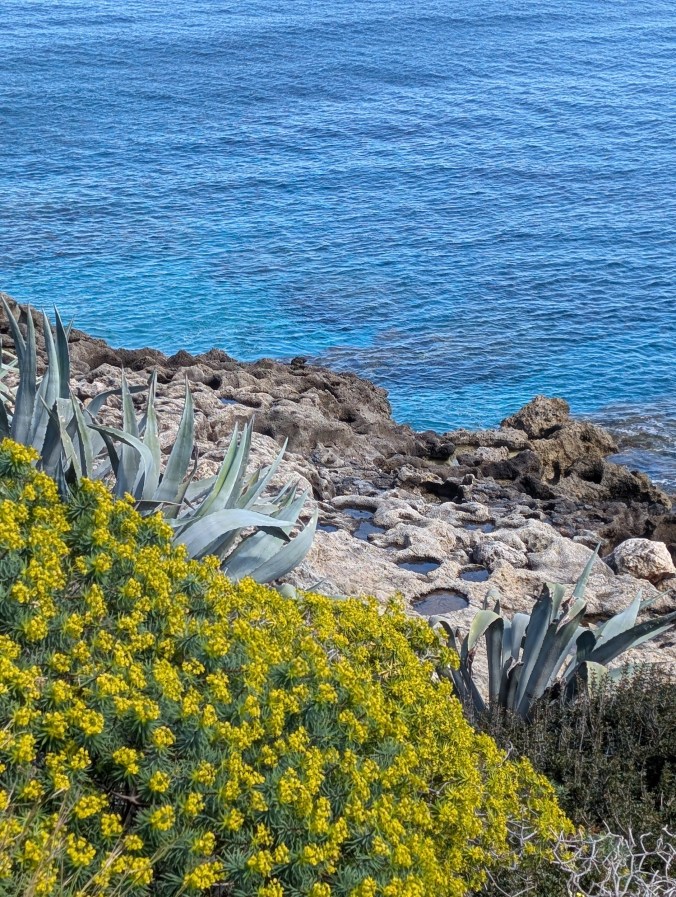 The colors of Crete? Yellow flowers, aloe, and clear blue ocean