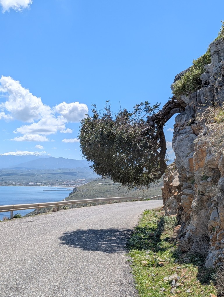 A famous olive tree en route to Afrata from Kolymbari, Crete