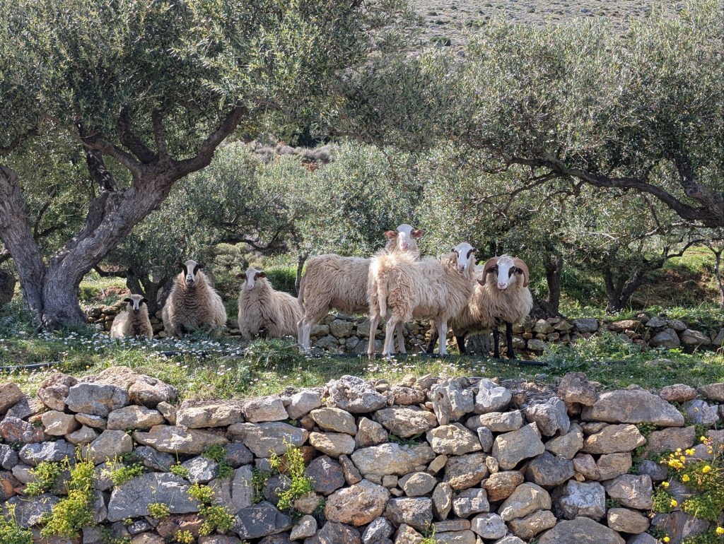 A herd of sheep in an olive grove, Afrata, Western Crete