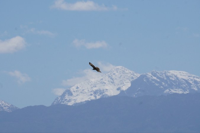 A raptor against a snowcapped mountain, Western Crete